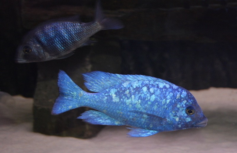Placidochromis sp. 'phenochilus tanzania' Lupingu